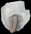 Detailed, Flexicalymene Trilobite - Ohio #57844-3